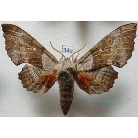 Laothoe populi populi (Linnaeus, 1758) male Nastrosz topolowiec Poland34e